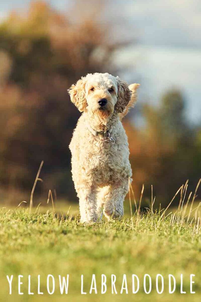 are labradoodles healthy