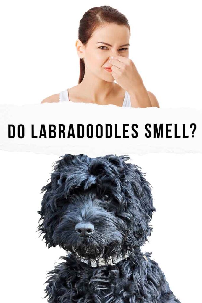 do labradoodles smell