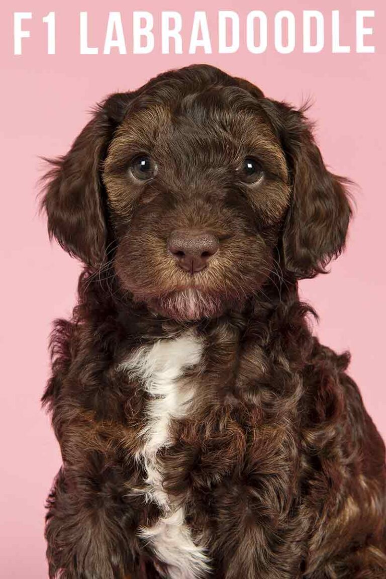 F1 Labradoodle Understanding Dog Generations, And Why They Matter