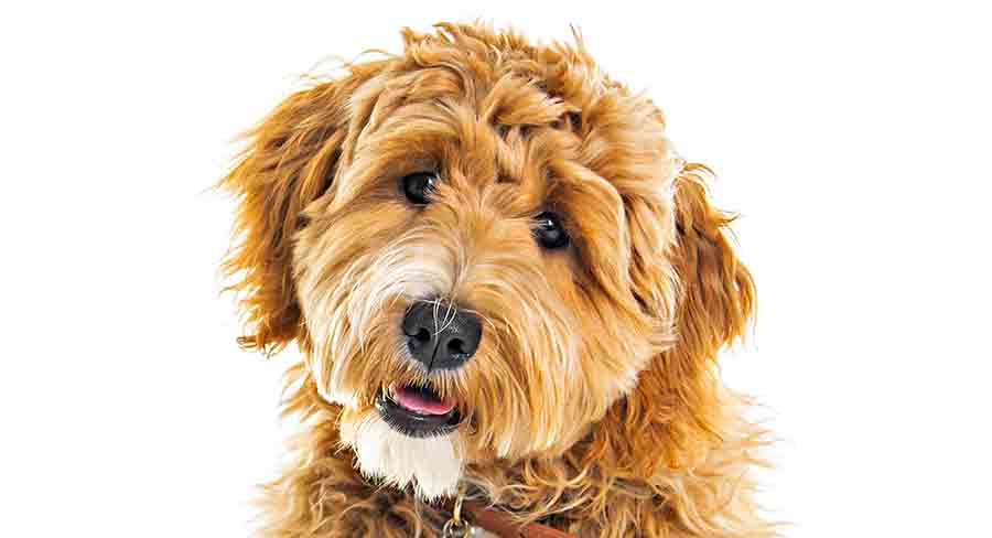 golden labradoodle