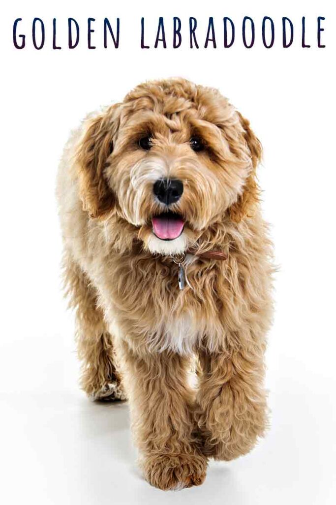 golden labradoodle