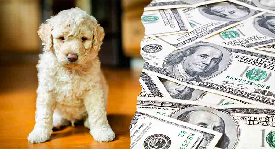 How Much Does A Labradoodle Cost - Are They Worth ...