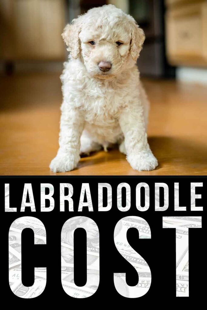 labradoodle cost