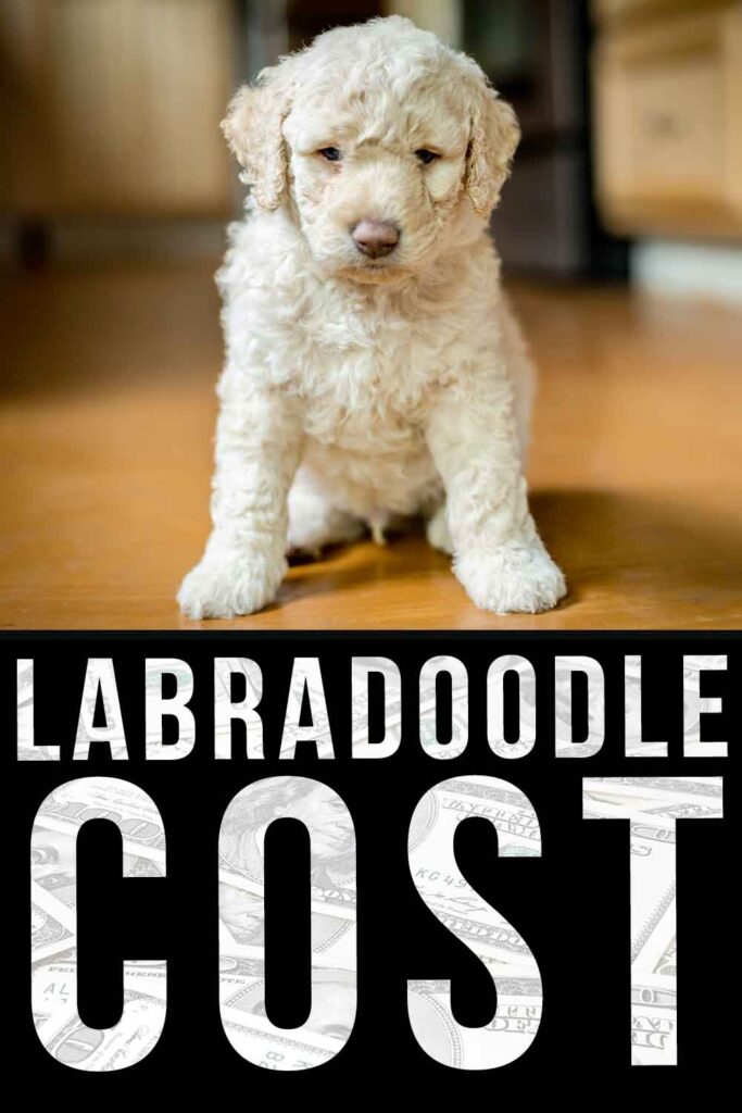 how much does it cost to feed a labradoodle