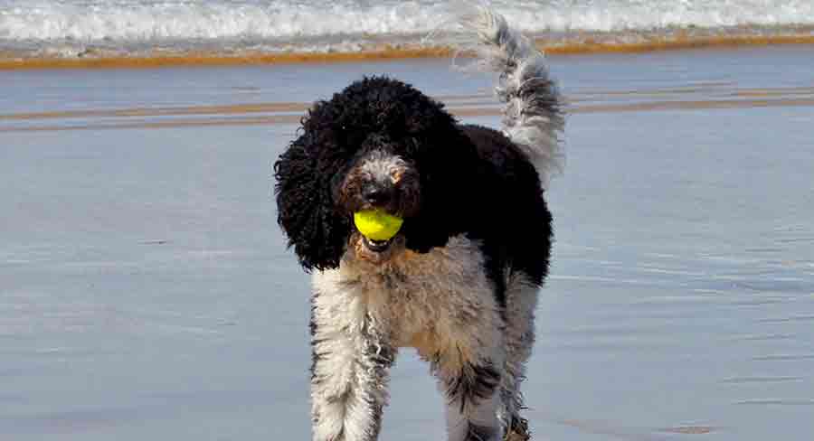 black and white labradoodle