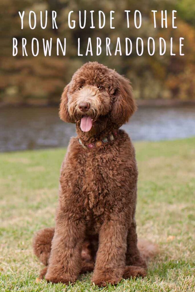 brown labradoodle