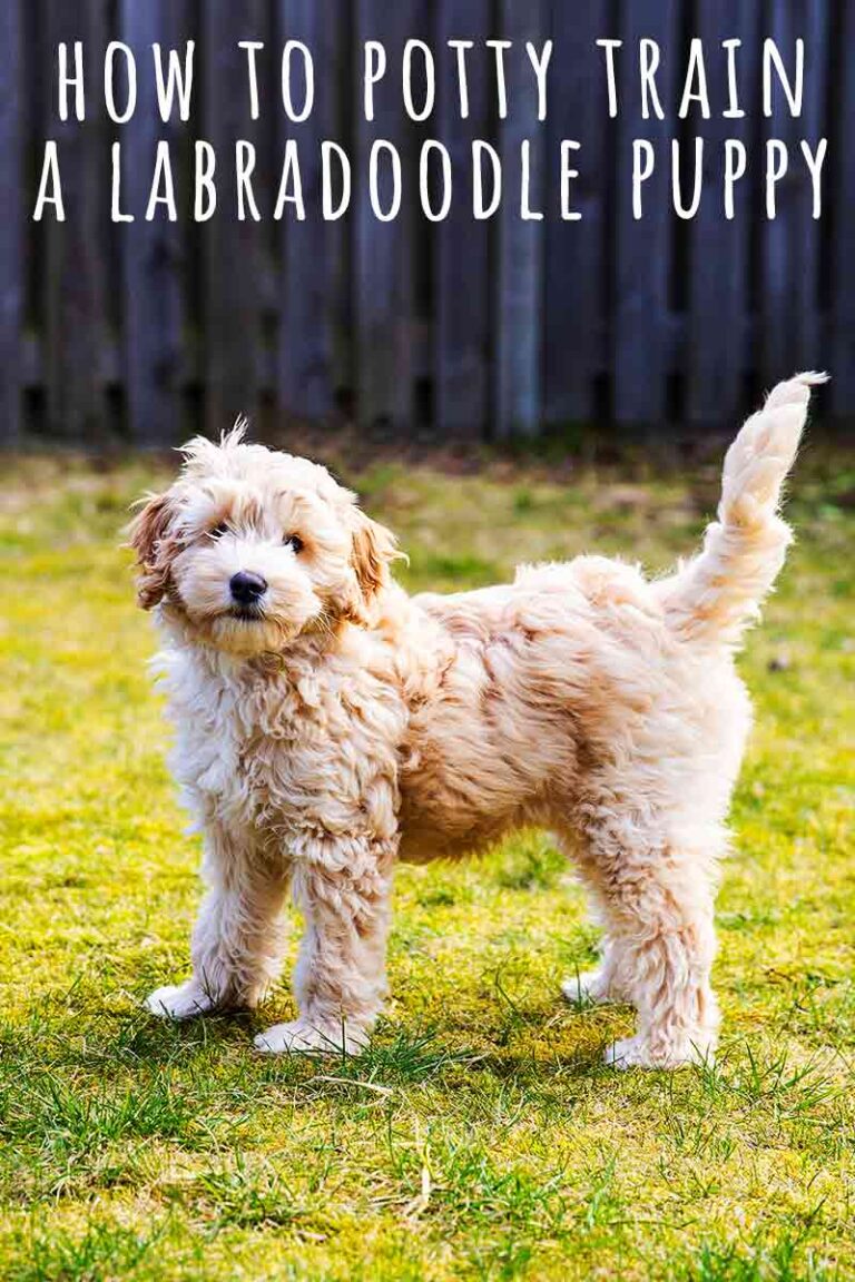 How To Potty Train A Labradoodle Puppy To Be Clean Indoors