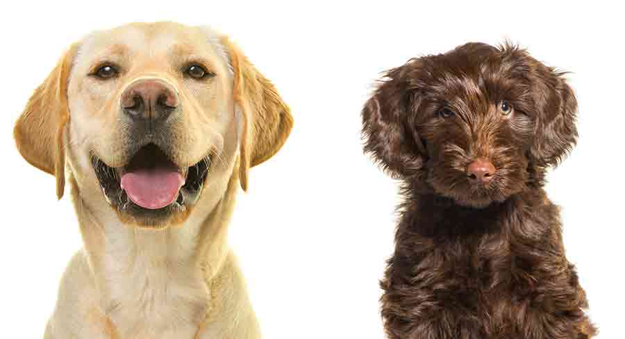 introducing a labradoodle puppy to an older dog
