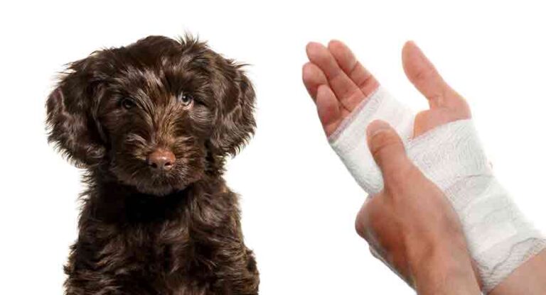 Labradoodle Puppy Biting Guide - Simple, Easy Steps To Stop Biting