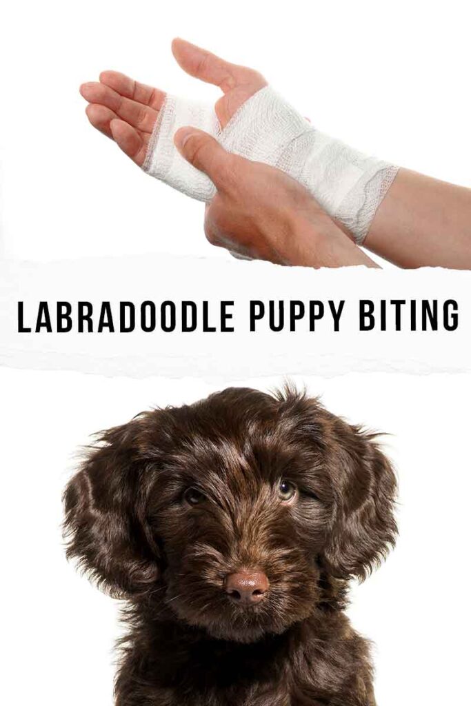 labradoodle puppy biting