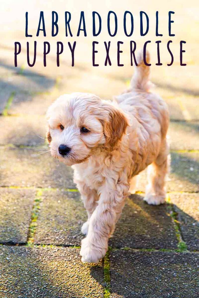 labradoodle puppy exercise