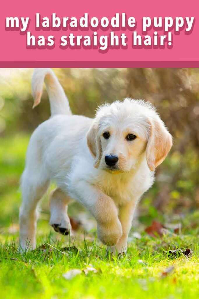 do all labradoodles have curly hair