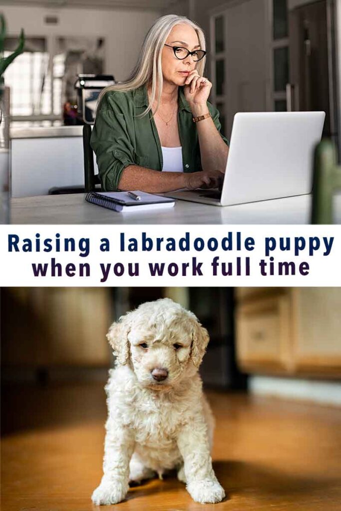 raising a labradoodle puppy when you work full time