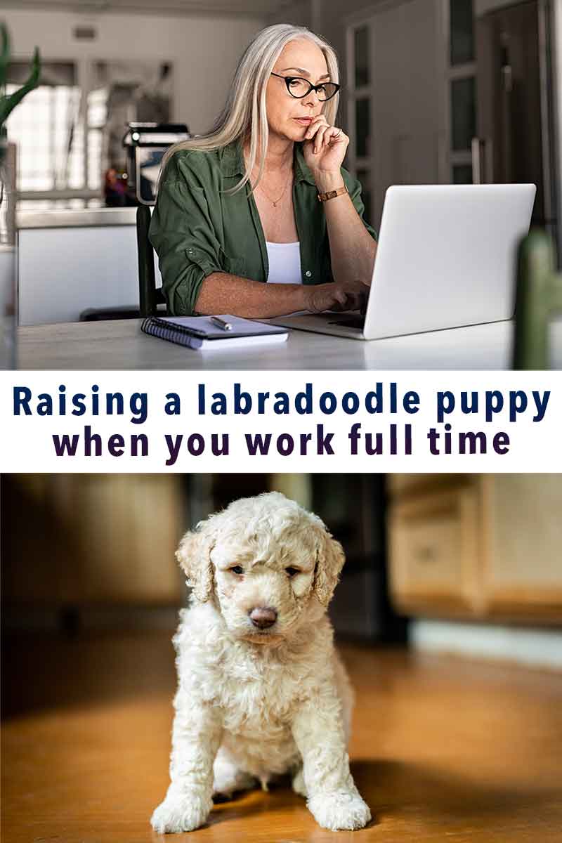 Raising A Puppy While Working Full Time