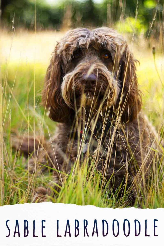 sable labradoodle