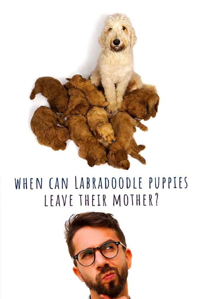 when can labradoodle puppies leave their mother