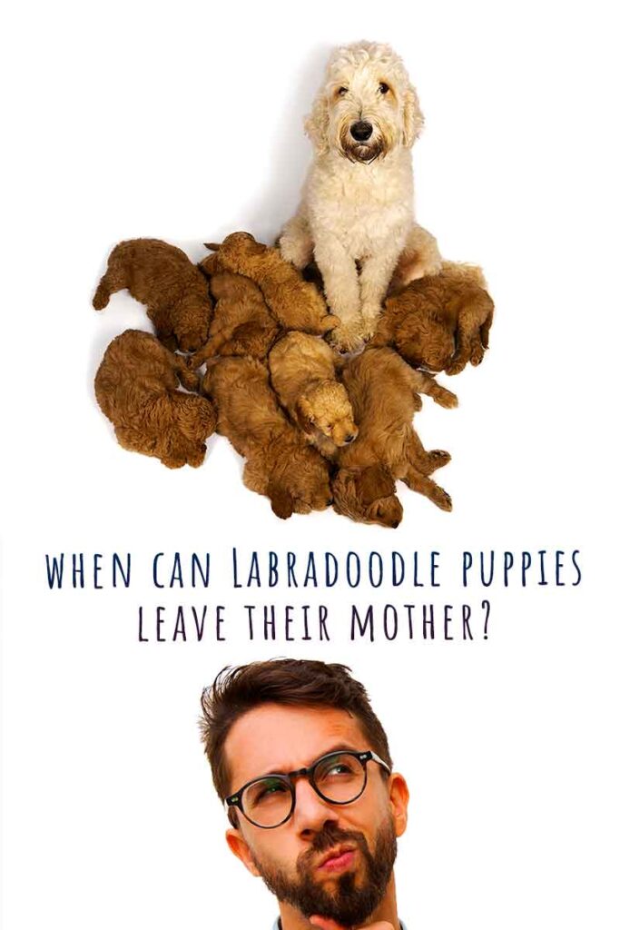 how soon can puppies leave their mom