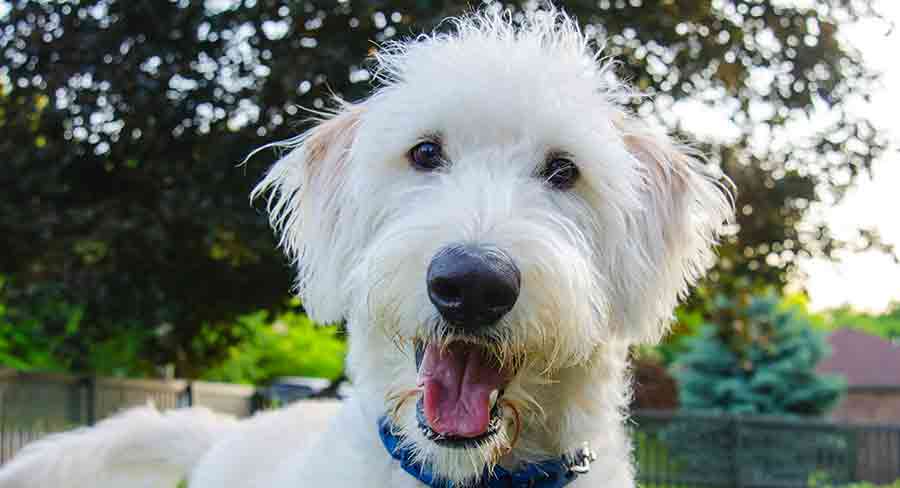 white labradoodle