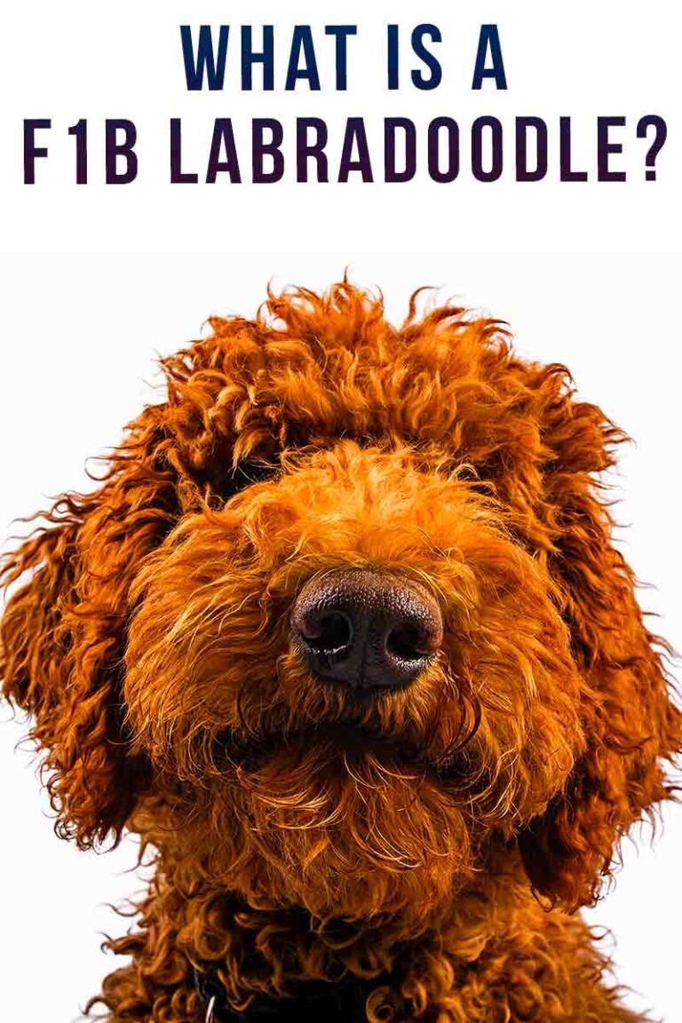 F1b Labradoodle - What Does The F1b Designation Mean?