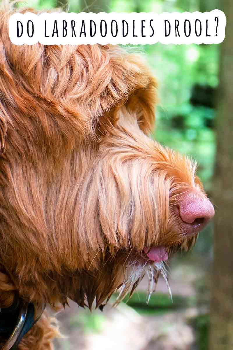 Do Labradoodles Drool A Lot More Than Other Breeds?