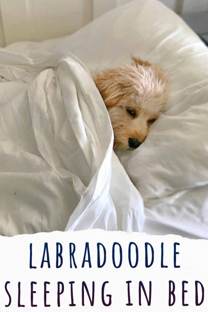 labradoodle sleeping in bed