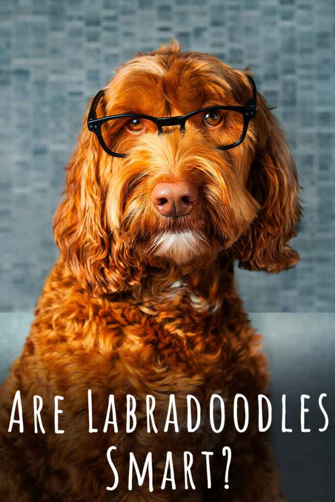 are labradoodles smart