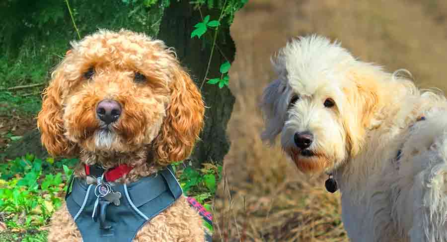 labradoodle vs goldendoodle