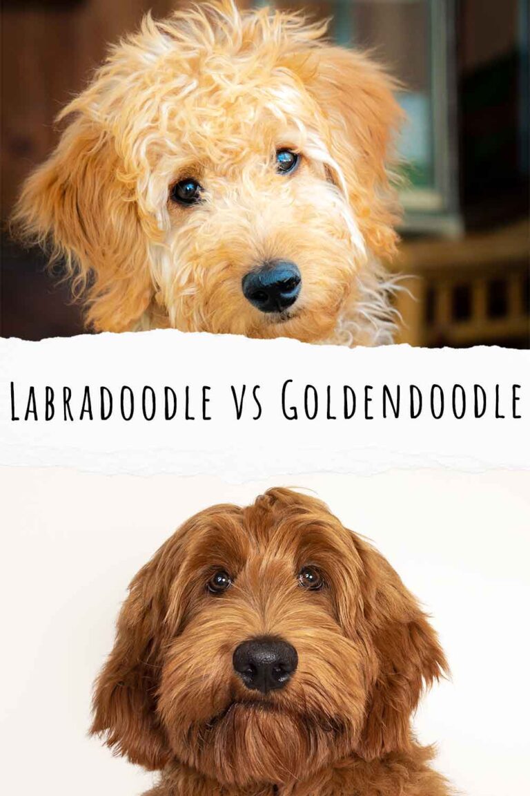 Labradoodle vs Goldendoodle – What are the Differences?