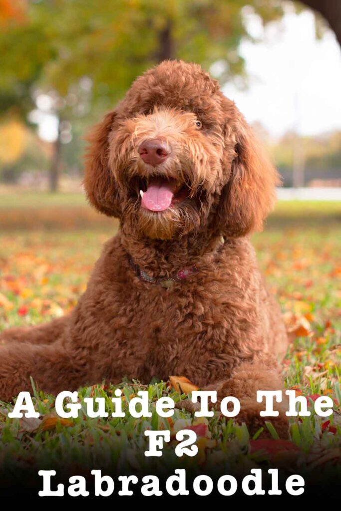 f2 Labradoodle - What Does It Mean And Are They Good Pets?