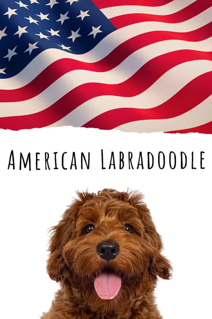 what is the difference between an american labradoodle and an australian labradoodle