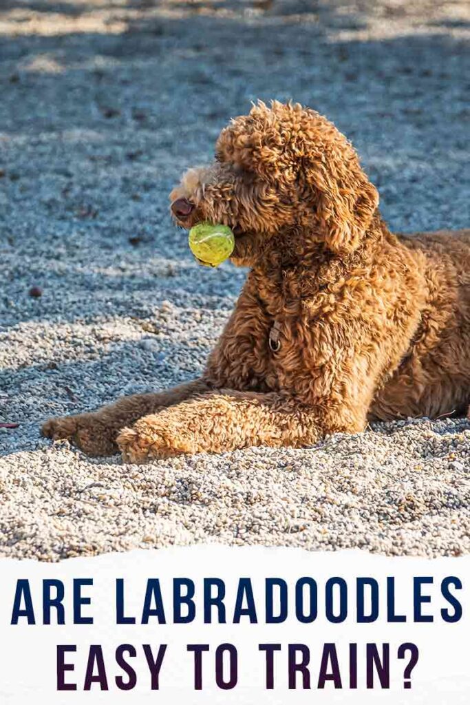 Are Labradoodles Easy To Train Pros and Cons of Labradoodle Training