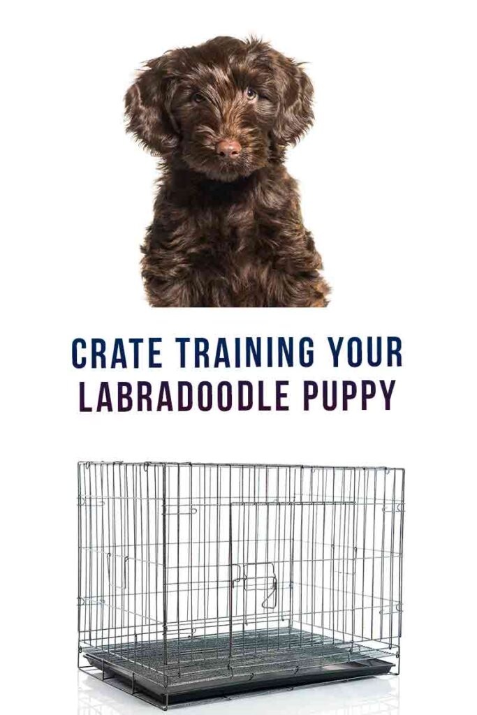 crate training your labradoodle puppy