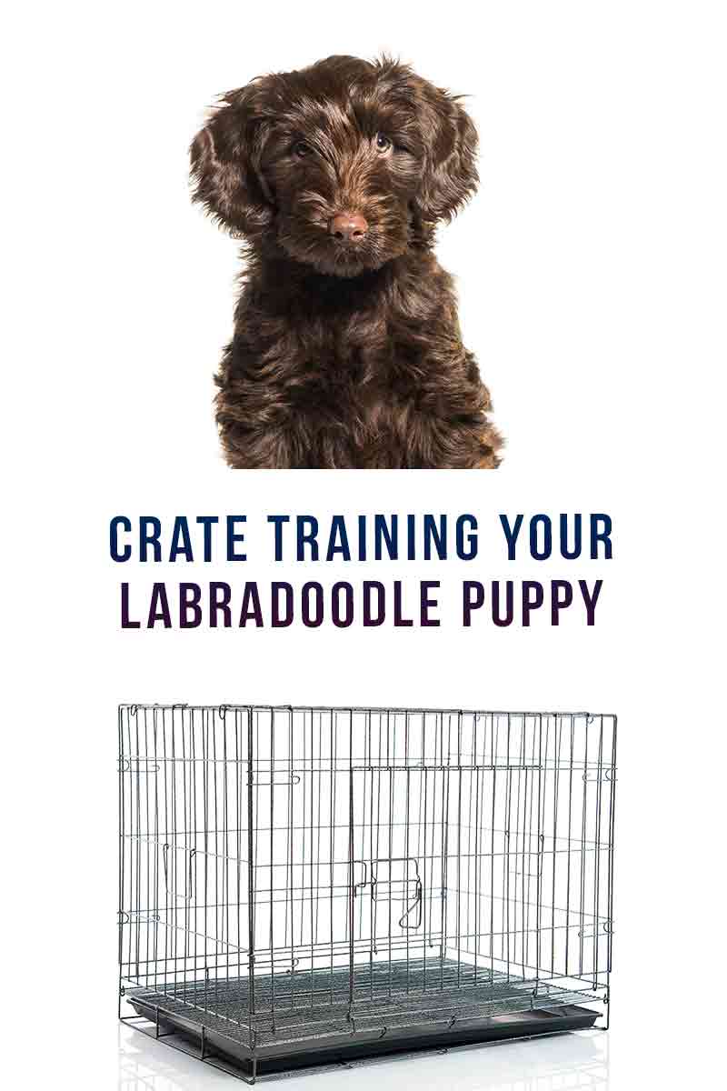 Crate Training Your Labradoodle Puppy Tips And Advice