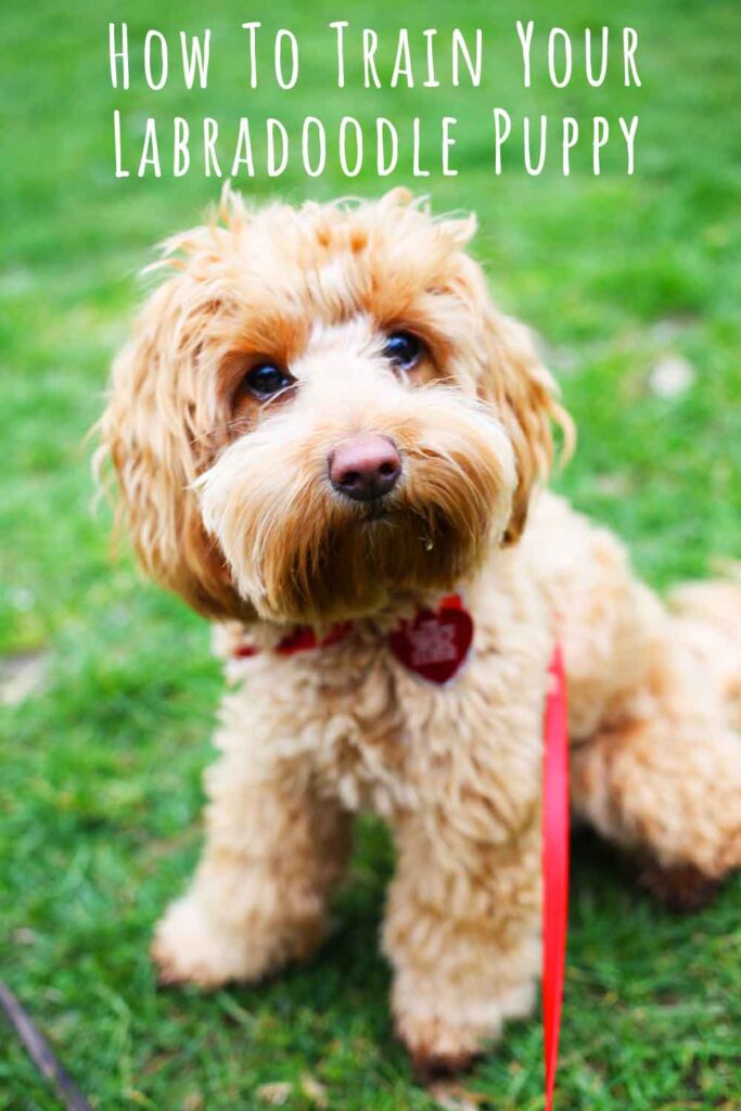 how to train your labradoodle puppy