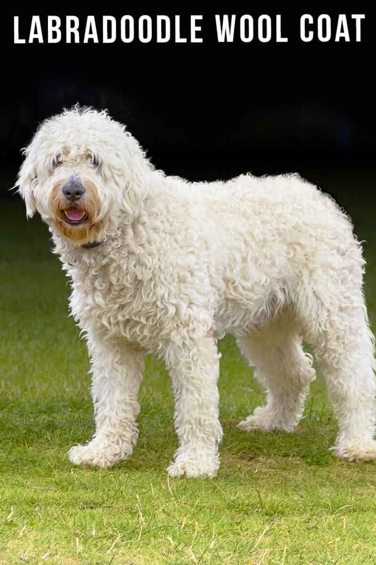 Labradoodle Wool Coat Grooming, Shedding and Appearance