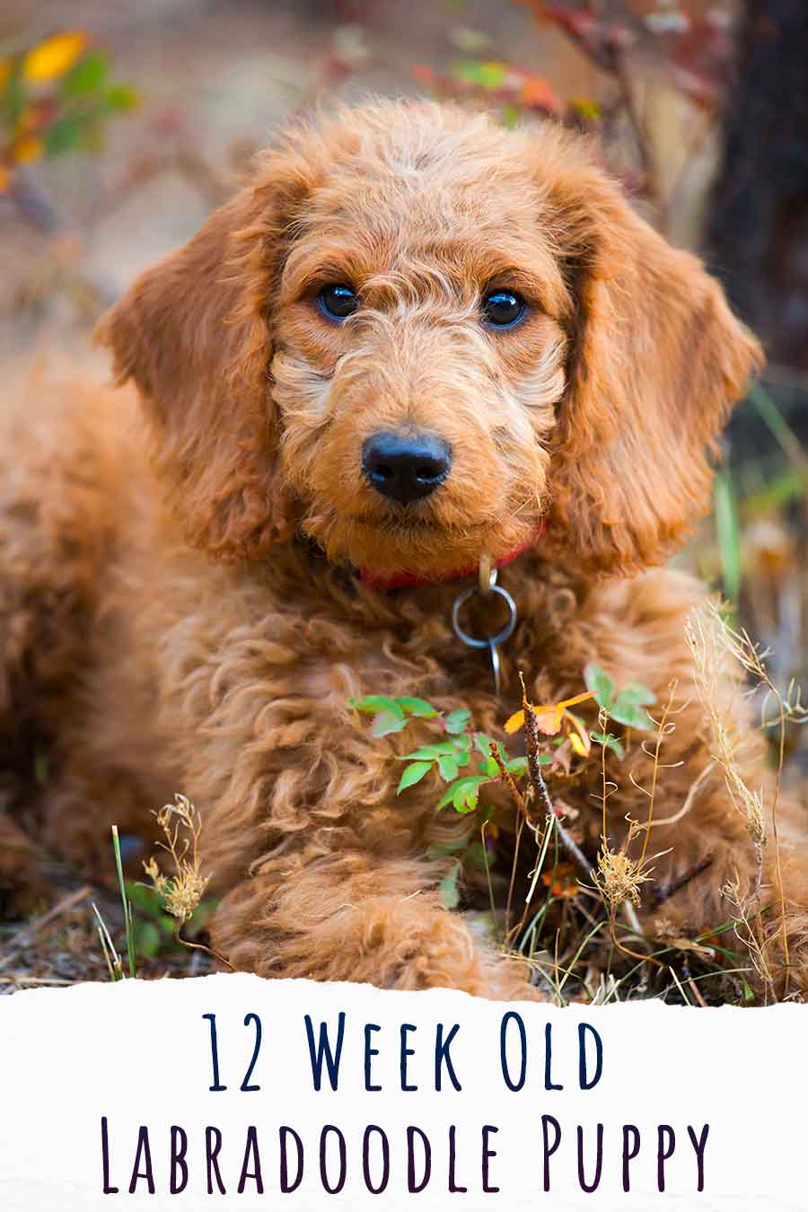 12 week old labradoodle puppy