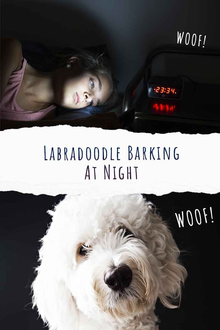 labradoodle barking at night