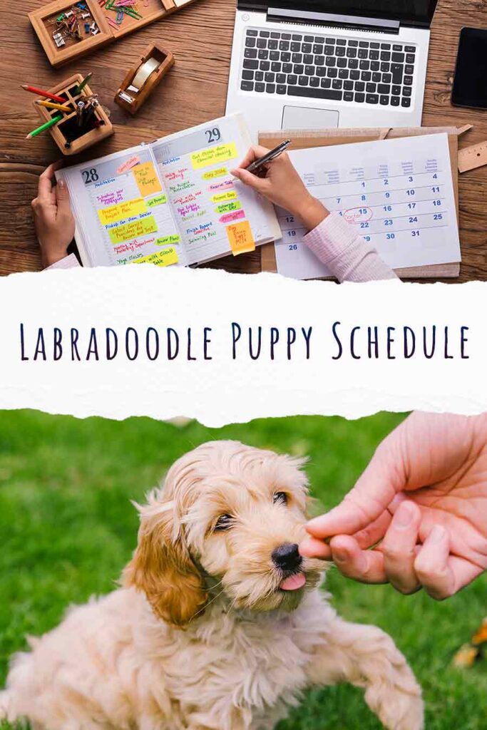 Labradoodle Puppy Schedule Feeding, Socializing and Potty Training