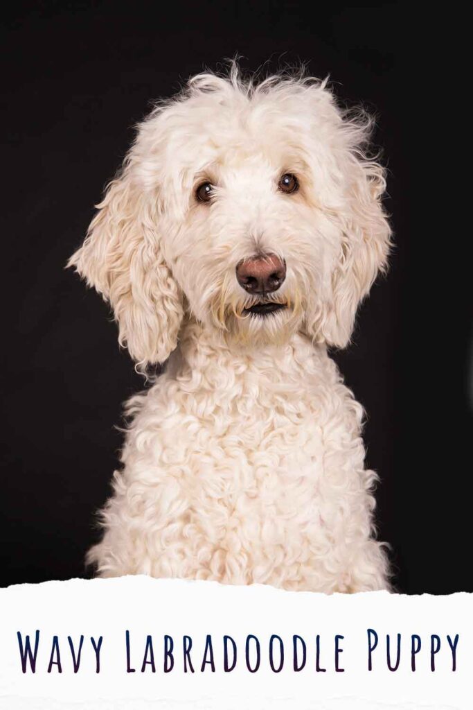 wavy labradoodle puppy