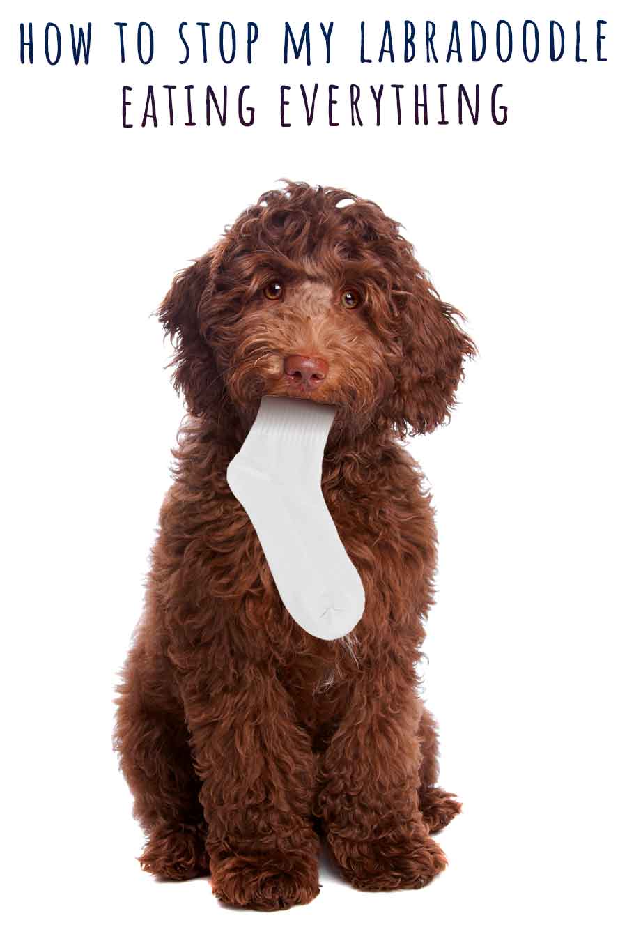 how to stop my labradoodle eating everything LDS long