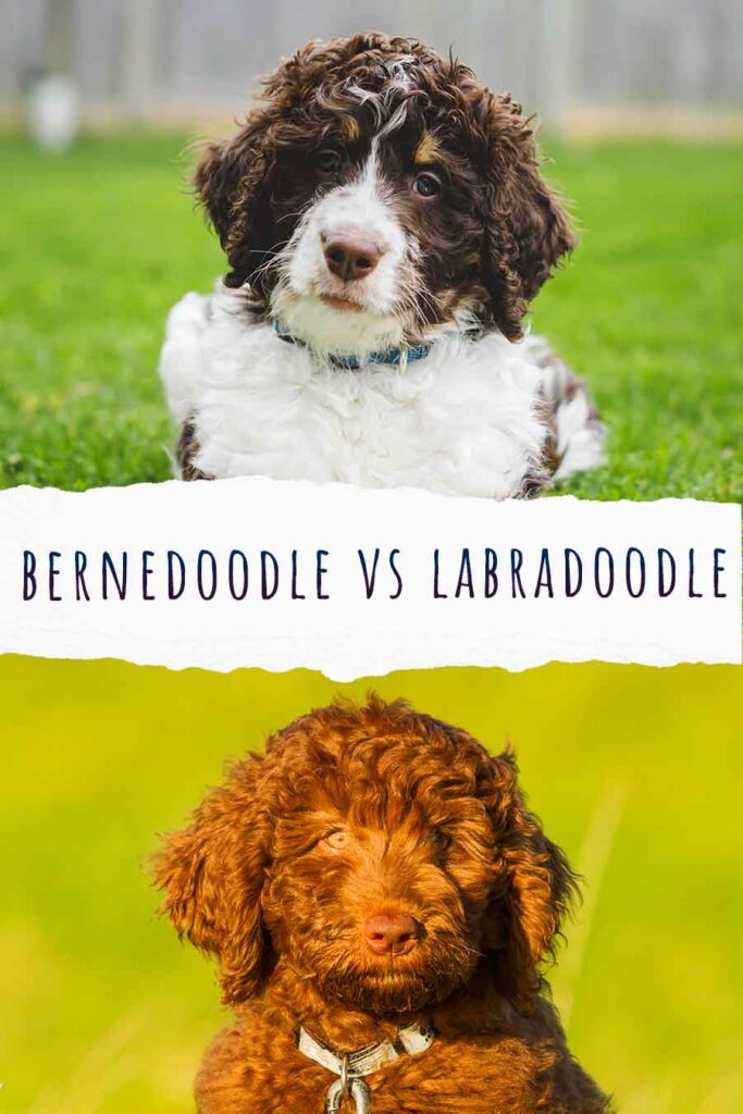 bernedoodle vs labradoodle