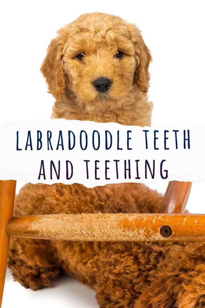 labradoodle teeth and teething