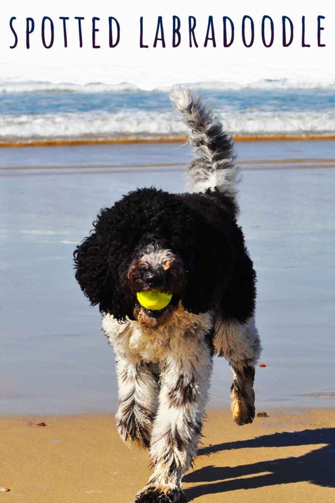 spotted labradoodle