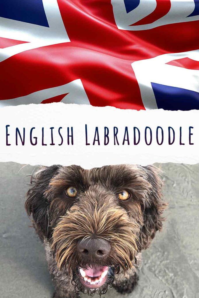 english labradoodle