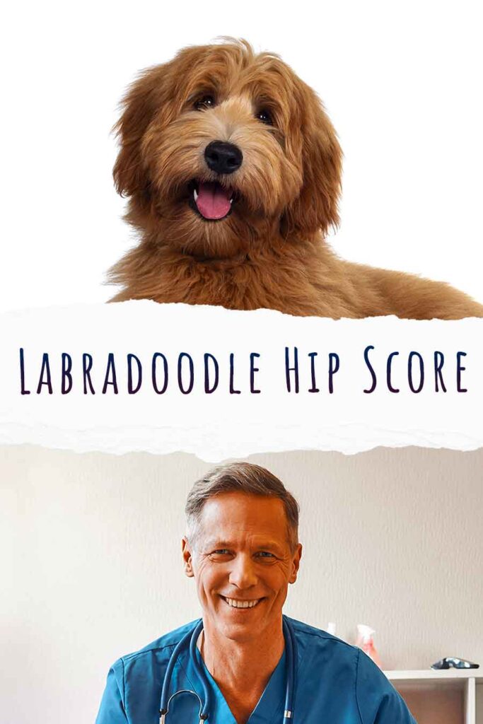 labradoodle hip score