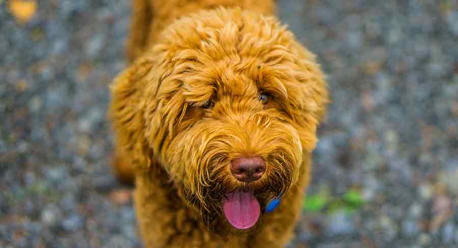 multigenerational labradoodle