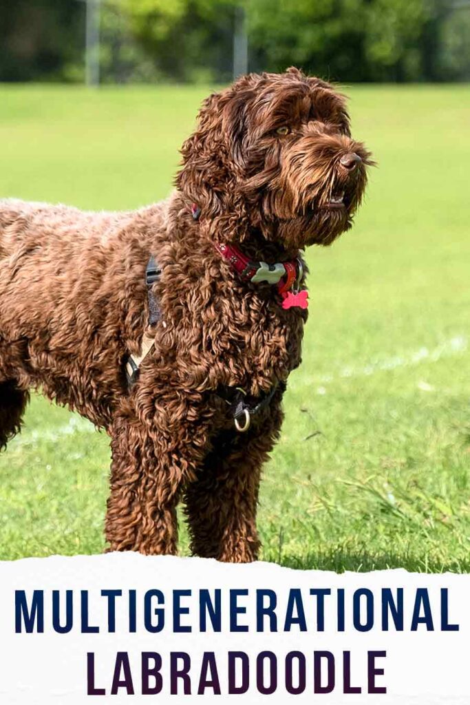 multigenerational labradoodle