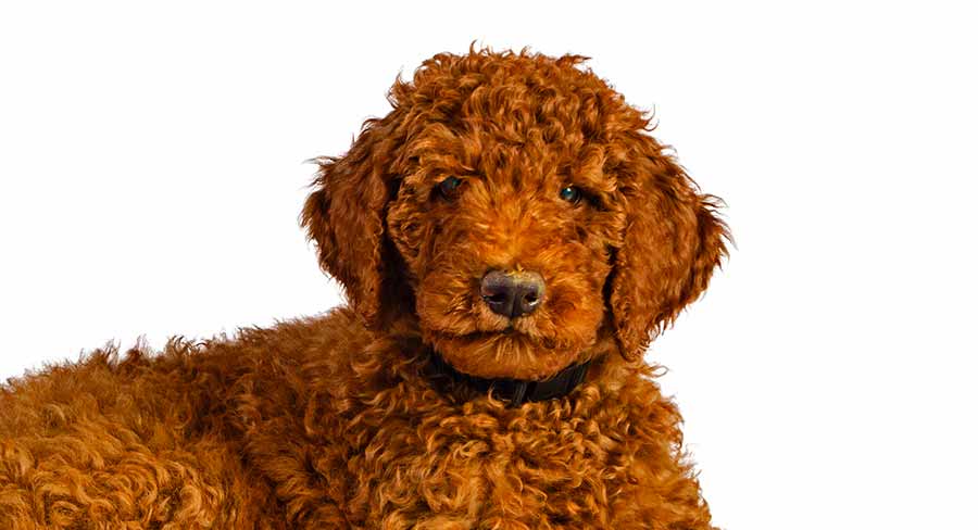 red australian labradoodle