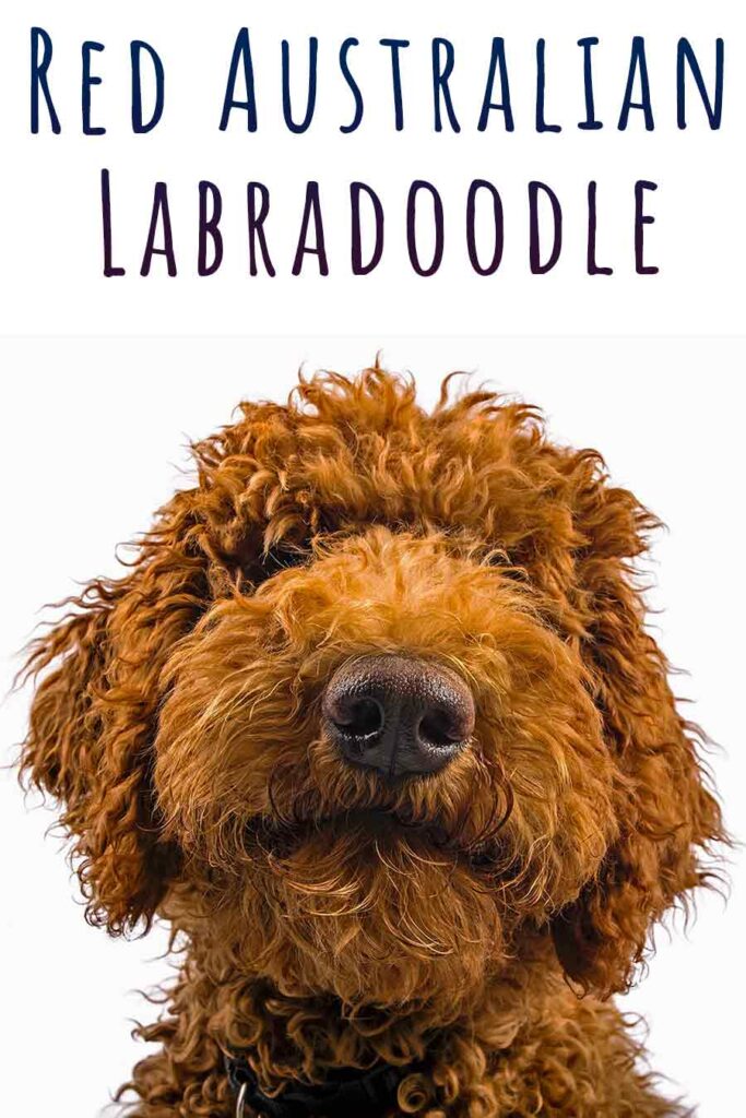 red australian labradoodle