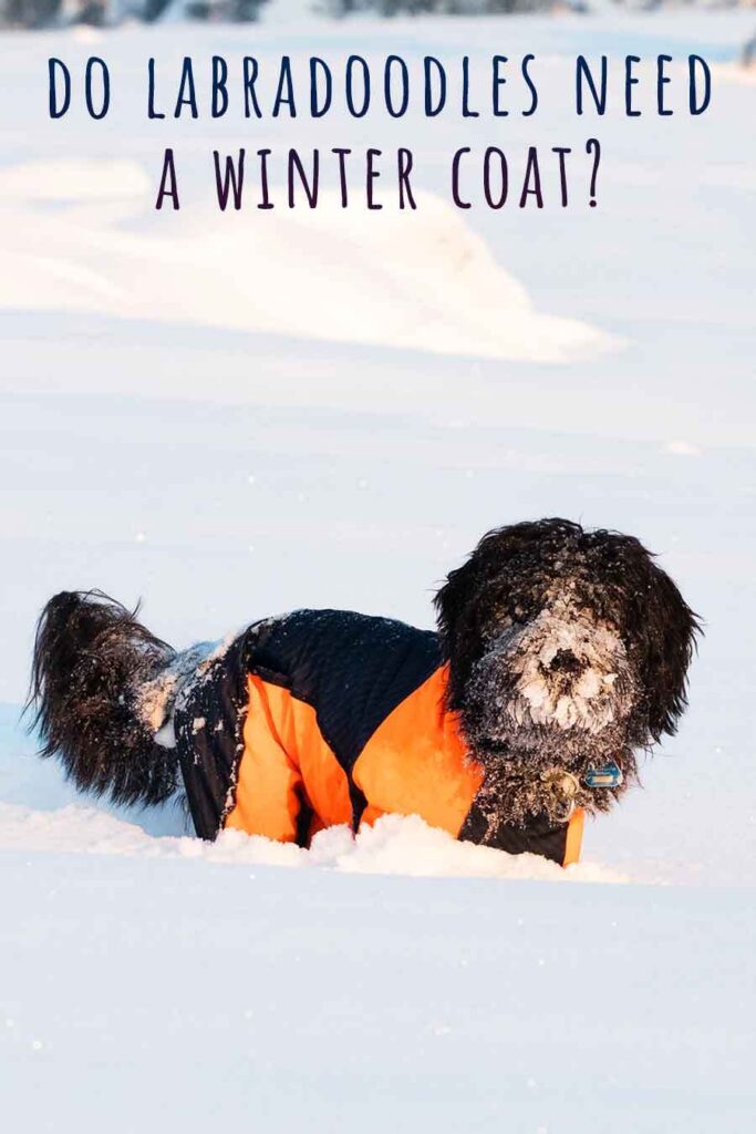 do labradoodles need a winter coat